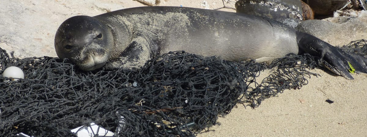 New publication: Characterization Factors for plastic debris entanglement