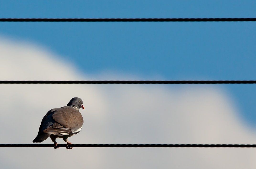 So what’s the story with birds and power lines?