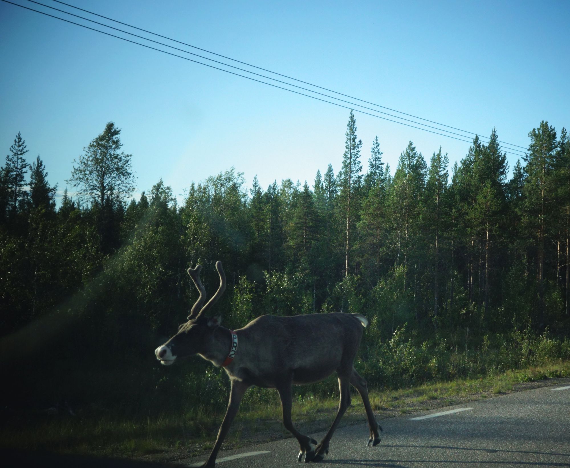 Mammals and power lines – a problem?