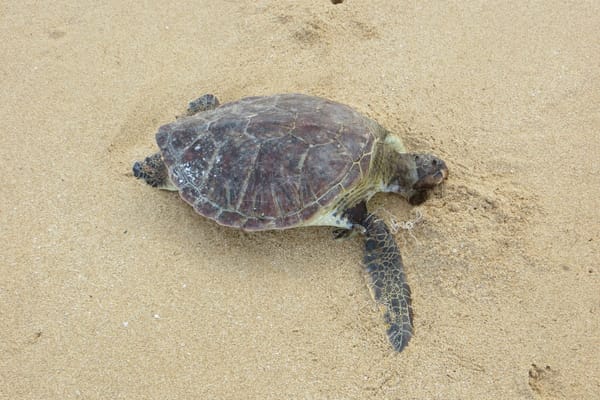 Green sea turtles stranding with derelict fishing lines: insights from a research collaboration in Hawai‘i